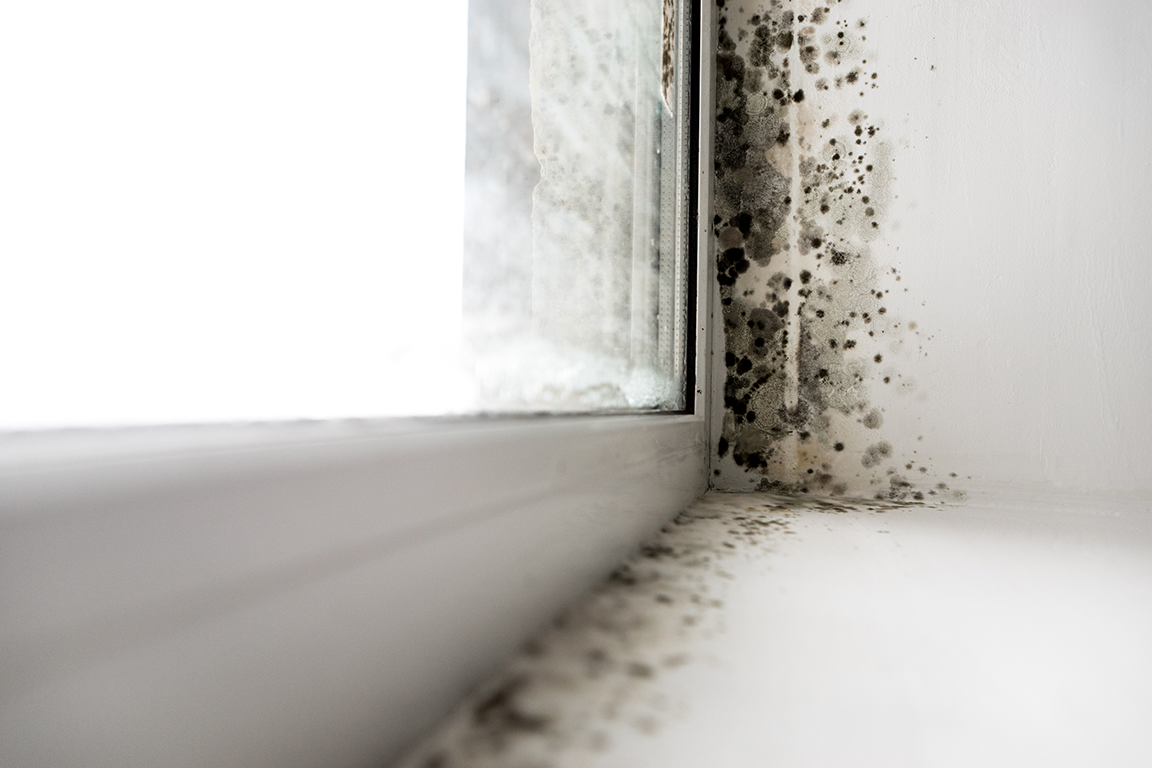 Mould toxicity: Diseases and interventions