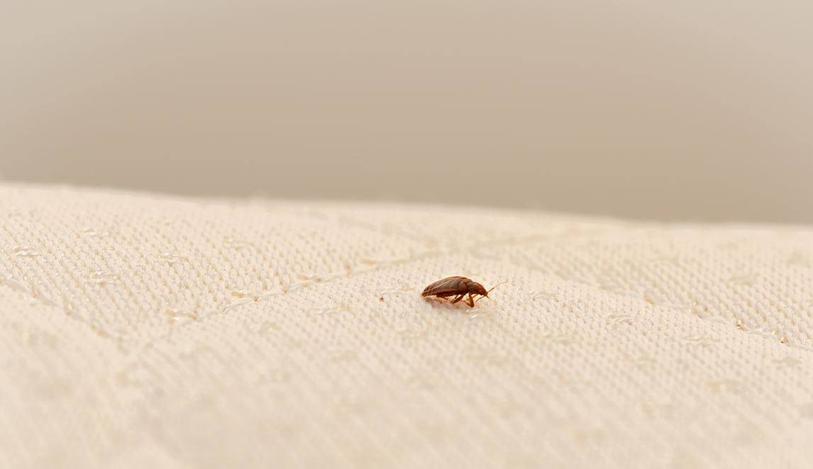 The resurgence of bed bugs: how to avoid and treat them for good
