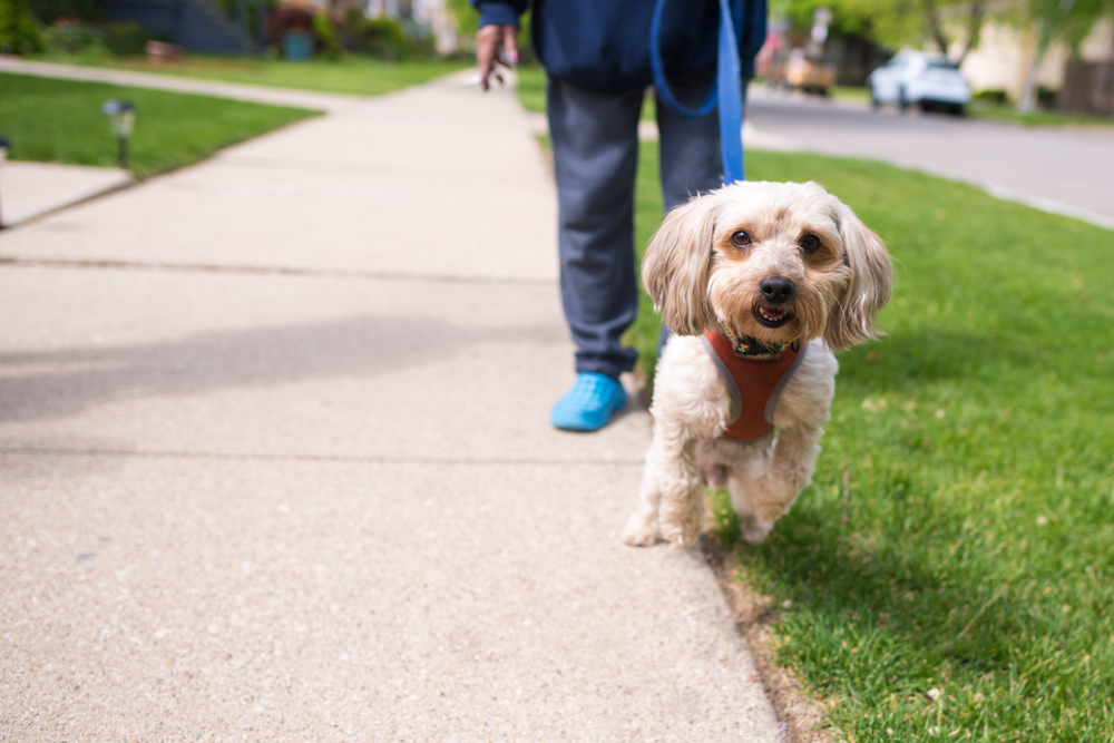 New rules for pet owners in community schemes